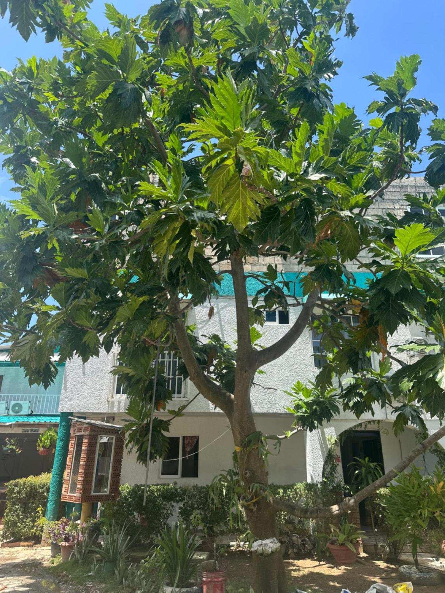 Hosteria Cattleya San Andrés Εξωτερικό φωτογραφία